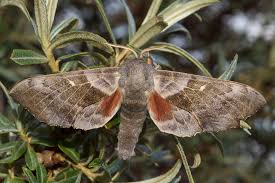 Attēlu rezultāti vaicājumam “Laothoe populi imago”