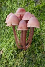 Attēlu rezultāti vaicājumam “Mycena haematopus”