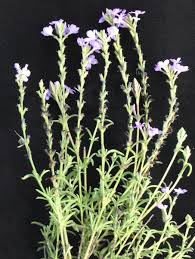 Attēlu rezultāti vaicājumam “Scrophulariaceae”