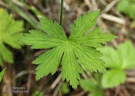 Attēlu rezultāti vaicājumam “Geranium sylvaticum”
