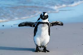 Image result for Spheniscus demersus