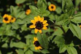Image result for Sanvitalia procumbens