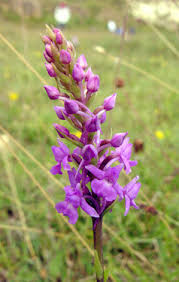 Attēlu rezultāti vaicājumam “Gymnadenia conopsea fruit”