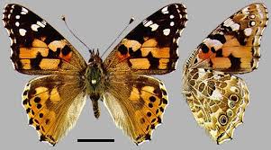 Attēlu rezultāti vaicājumam “Vanessa cardui”