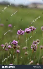 Image result for Grasnelke