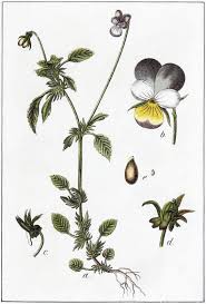 Attēlu rezultāti vaicājumam “Viola tricolor subsp. curtisii flower”