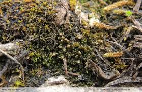 Attēlu rezultāti vaicājumam “Jungermannia subulata”