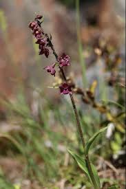 Attēlu rezultāti vaicājumam “Epipactis atrorubens flower”