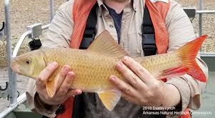 Image result for Moxostoma carinatum