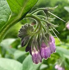 Attēlu rezultāti vaicājumam “Symphytum officinale bud”