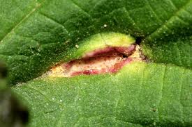 Attēlu rezultāti vaicājumam “Puccinia urticata”