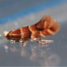 Attēlu rezultāti vaicājumam “Tischeria complanella larva”