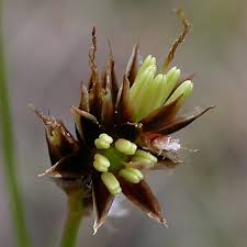 Attēlu rezultāti vaicājumam “Luzula pilosa bud”