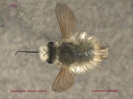 Attēlu rezultāti vaicājumam “Bombyliidae”