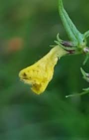 Attēlu rezultāti vaicājumam “Melampyrum pratense bud”