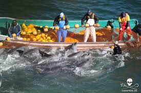 Image result for japan dolphin slaughter