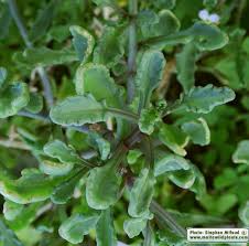 Attēlu rezultāti vaicājumam “Cakile maritima subsp. baltica leaf”