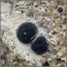 Attēlu rezultāti vaicājumam “Porpidia macrocarpa”