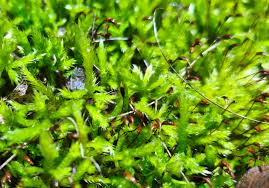 Attēlu rezultāti vaicājumam “Didymodon rigidulus sporophyte”