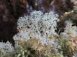Attēlu rezultāti vaicājumam “Cladonia”