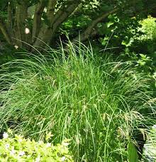 Attēlu rezultāti vaicājumam “Carex acutiformis flower”