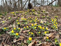 Attēlu rezultāti vaicājumam “Eranthis hyemalis”