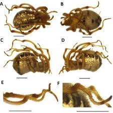 Attēlu rezultāti vaicājumam “Phylloneta sp.”