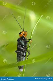 Attēlu rezultāti vaicājumam “Acantholyda erythrocephala”