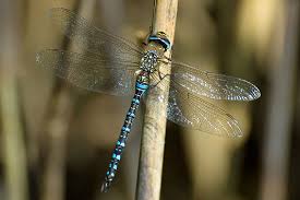 Attēlu rezultāti vaicājumam “Aeshna mixta male”