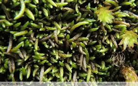 Attēlu rezultāti vaicājumam “Myurella julacea”