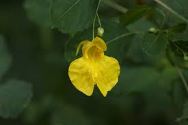 Attēlu rezultāti vaicājumam “Impatiens noli-tangere leaf”