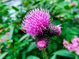 Attēlu rezultāti vaicājumam “Arctium”