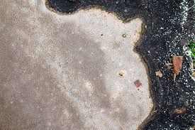 Attēlu rezultāti vaicājumam “Phellinus nigricans”