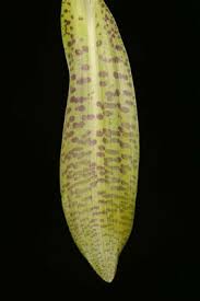 Attēlu rezultāti vaicājumam “Dactylorhiza majalis subsp. baltica bud”