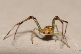 Attēlu rezultāti vaicājumam “Diaea dorsata female”