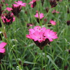 Image result for Dianthus carthusianorum