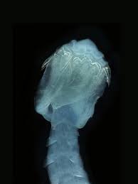 Image result for Mustelus canis