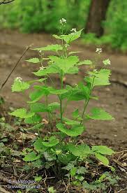 Image result for Alliaria petiolata