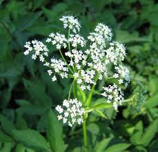 Attēlu rezultāti vaicājumam “Aegopodium podagraria flower”