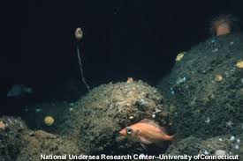 Image result for Sebastes fasciatus