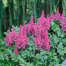 Attēlu rezultāti vaicājumam “Astilbe chinensis bud”