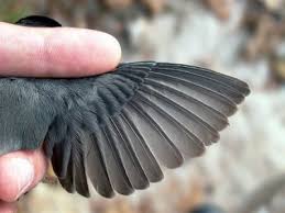 Attēlu rezultāti vaicājumam “Sylvia curruca adult”