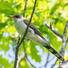 Image result for Coccyzus americanus