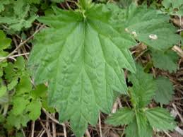 Attēlu rezultāti vaicājumam “Urtica urens leaf”