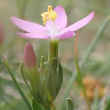 Attēlu rezultāti vaicājumam “Centaurium erythraea flower”