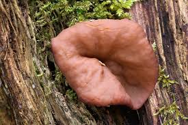 Attēlu rezultāti vaicājumam “Discina perlata”