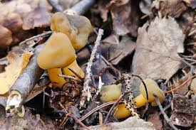 Attēlu rezultāti vaicājumam “Leotia lubrica”