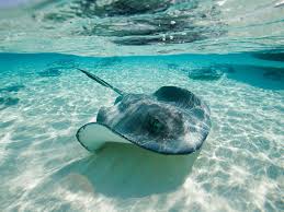 Image result for Megatrygon microps