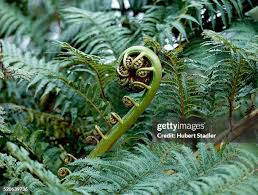 Attēlu rezultāti vaicājumam “Pteropsida”