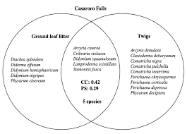 Attēlu rezultāti vaicājumam “Diderma cinereum”